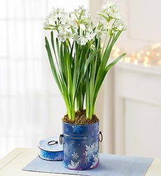 18821 Forcing Paperwhites In Water