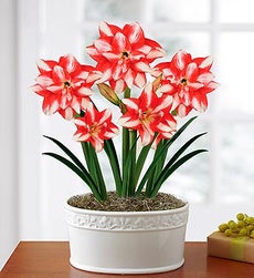 18826 Amaryllis for Christmas Gifts