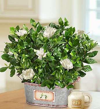 Vintage Blooming Gardenia