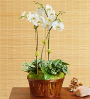 White Orchid Bamboo Garden