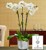 Silver Celebration Orchids