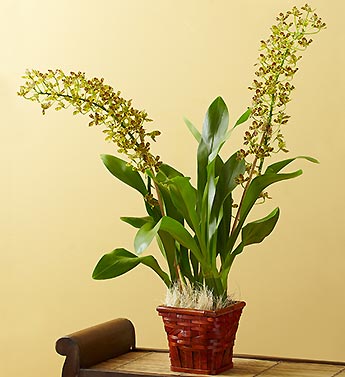 Graceful Grandeur Orchid