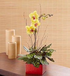 Zen Orchid Dish Garden