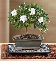 Comforting Gardenia Bonsai
