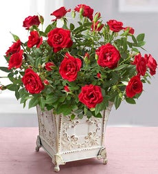 Royal Red Rose
