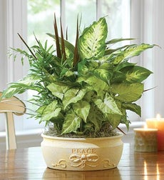 Peaceful Dish Garden