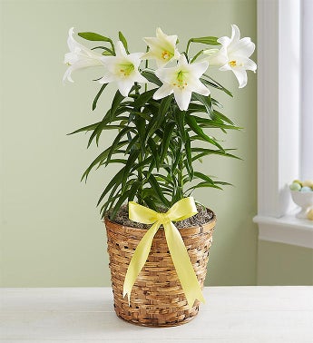 Easter Sentiments? Lily Plant