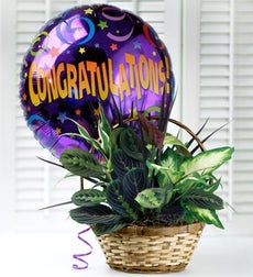 Congratulations Dish Garden with Balloon