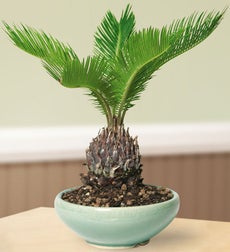 Sago Palm Bonsai