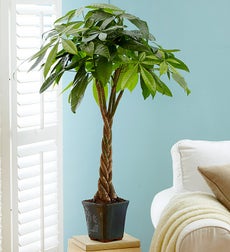 Money Tree Plant - Large