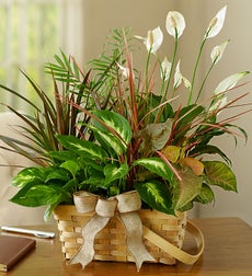 Funeral Flowers by 1800Flowers. com - Classic Sympathy Dish Garden - Large