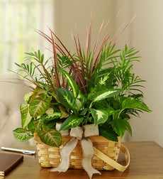 Funeral Flowers by 1800Flowers. com - Classic Sympathy Dish Garden - Medium