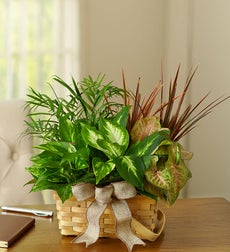 Funeral Flowers by 1800Flowers. com - Classic Sympathy Dish Garden - Small