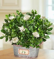 Plant of the Month