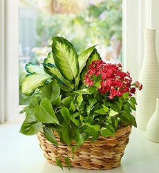 Plant of the Month - 3 Month Plant Club ($ per delivery)
