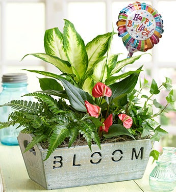 Happy Birthday Garden