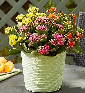 Bright Summer Kalanchoe