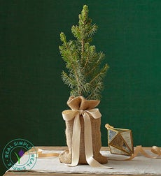 Blue Spruce Tree