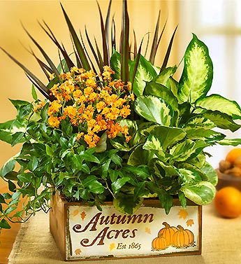 Autumn Acres Dish Garden