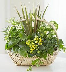 Funeral Flowers by 1800Flowers. com - European Sympathy Dish Garden - Large