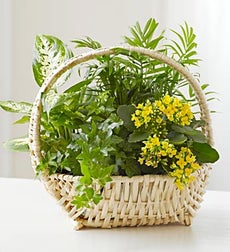 Funeral Flowers by 1800Flowers. com - European Sympathy Dish Garden - Medium