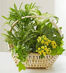 Funeral Flowers by 1800Flowers. com - European Sympathy Dish Garden - Small