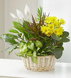 Funeral Flowers by 1800Flowers. com - Dish Garden with Fresh Cut Flowers for Sympathy - Large