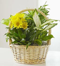 Fresh Cut Flowers