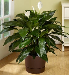Spathiphyllum Floor Plant for Sympathy
