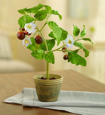 Potted Faux Wild Eggplant