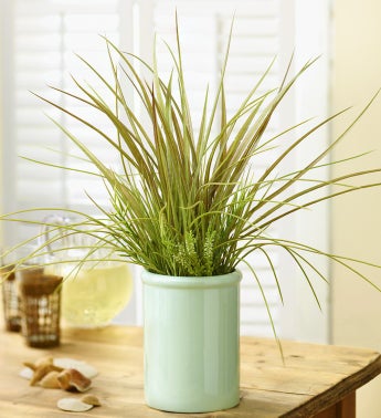 Potted Silk Grass Mix