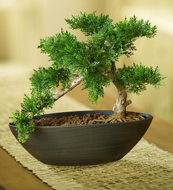 Faux Cedar Bonsai