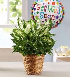 Medium Green Plant