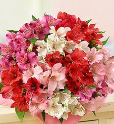 Holiday Peruvian Lily Bouquet - 50 Blooms Bouquet Only