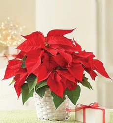 Poinsettia Plant for Sympathy