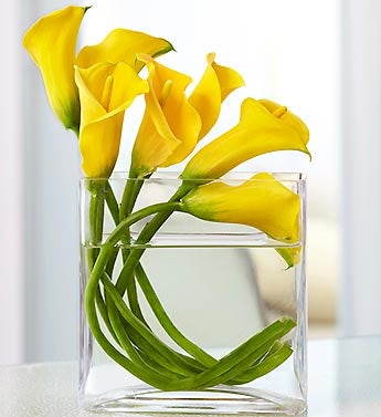Mini Calla Lily in Rectangle