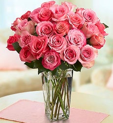 Stems 24 Stems