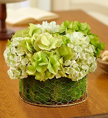 Silk Hydrangea Mix Potted