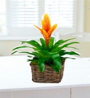 Bromelias Plant