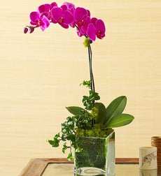60th Anniversary Flower And Meaning Gifts By Year 1 Stem Purple