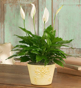 Blooming Peace Plant