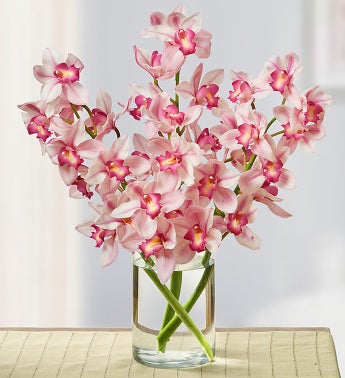 Pink Cymbidium Orchid Trio