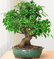 Ficus Bonsai