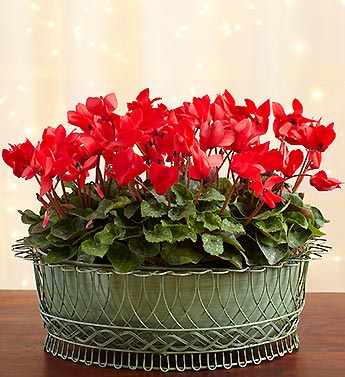 Cyclamen