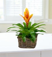 Bromelias Plant