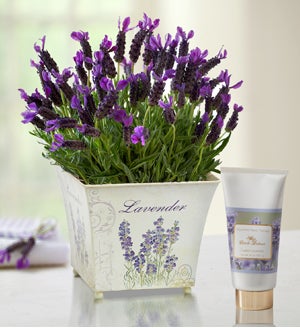 Lovely Lavender Flower Plant
Same-Day Local Florist Delivery
SHOP NOW