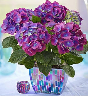 Hydrangea in Mosaic Planter SHOP NOW