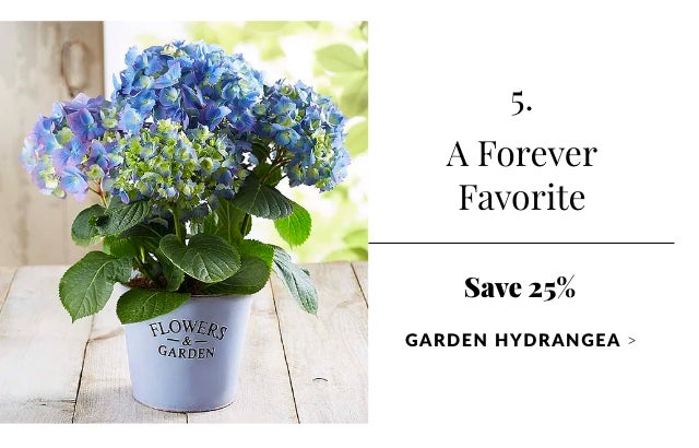 A Forever Favorite | Garden Hydrangea