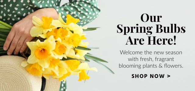 Our Spring Bulbs Are Here! SHOP NOW