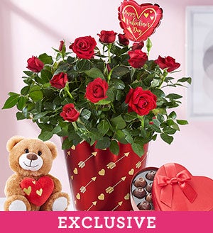 Bundle of Love Rose Plant Shop Now